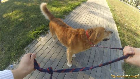 Прогулка на роликах с собакой. Вид от первого лица - YouTube