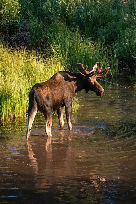 Crested Butte Colorado Wildflower Photography Workshop Wnc Photo Tours