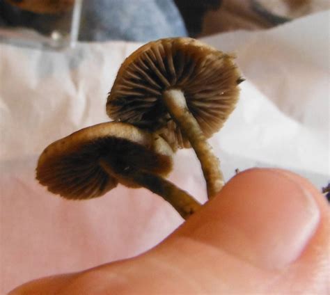 Id Request For Psilocybe Subaeruginosa In Se Melbourne Victoria