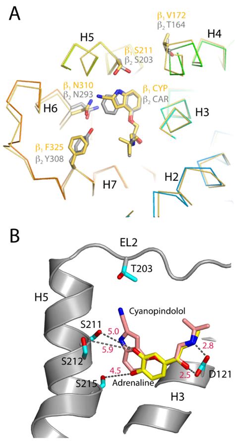 Comparisons Between β Receptor Ligand Binding Pockets And The Binding