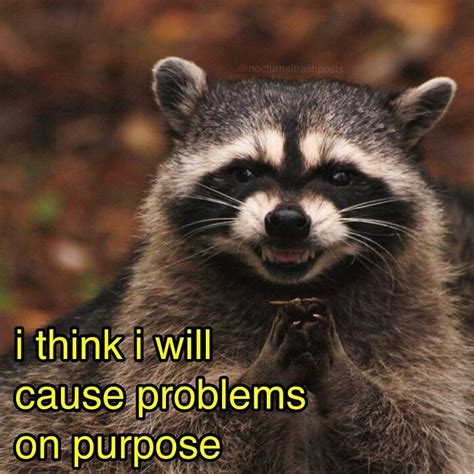 Nocturnal Trash Posts 30 Of The Best Raccoon Memes This Dedicated