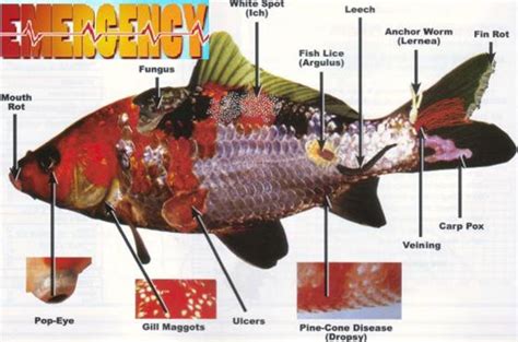 aquarium fish illness chart  kelly coughlin blog
