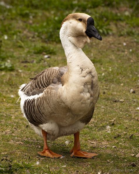 Goose An African Goose Oaklawn Farm Zoo Aylsford Nova S Flickr