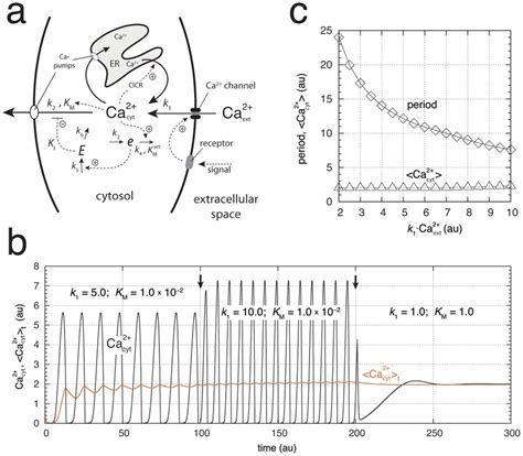 A Homeostatic Model Of Cytosolic Ca2 Oscillations The Model Considers