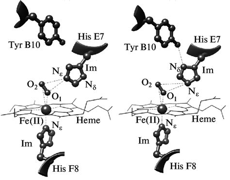 Two possible conformations of the distal heme region in soybean... | Download Scientific Diagram