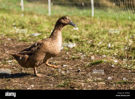 Khaki Campbell Ducklings, 56% OFF | www.metaltecnica.com.pe