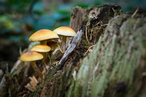 Macro Photography of Mushroom · Free Stock Photo