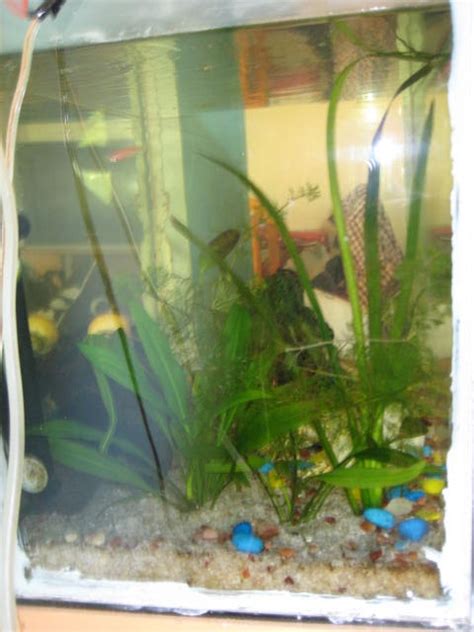 My Fresh Water Aquarium - Natural Planted Tank (Walstad Method ...