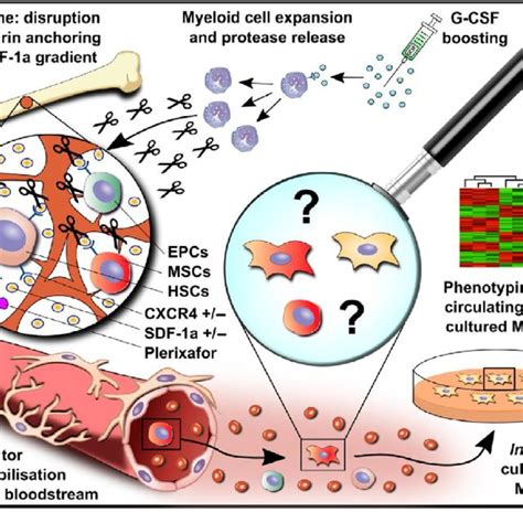 Different types of progenitor/stem cells (e.g. endothelial ...