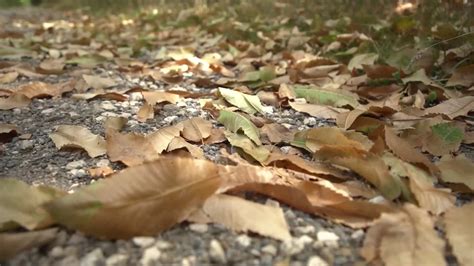 Pourquoi Les Feuilles Des Arbres Fran Ais Arborent D J Des Couleurs