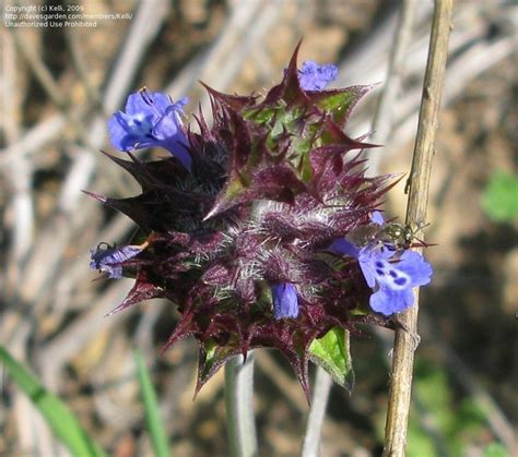 Plantfiles Pictures Salvia Species California Sage Chia Sage Desert