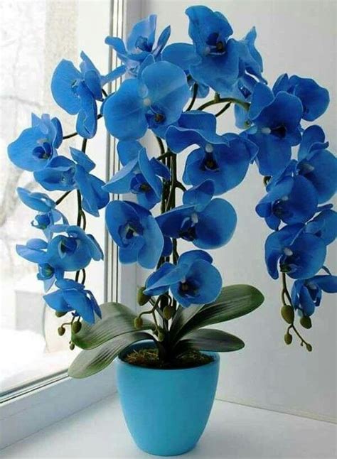 Pin by Berta Coronas on Orquídeas | Orchid flower arrangements ...