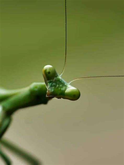 Mantis Vs. Spider - Animals Around The Globe