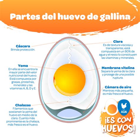 El Huevo Conoce Todas Las Partes Del Huevo De Gallina