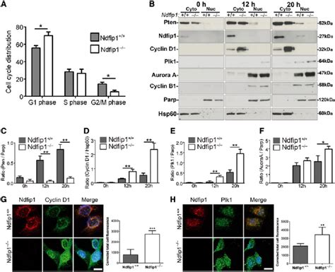 Genetic Deletion Of Ndfip1 And Loss Of Nuclear Pten Alter The Cell