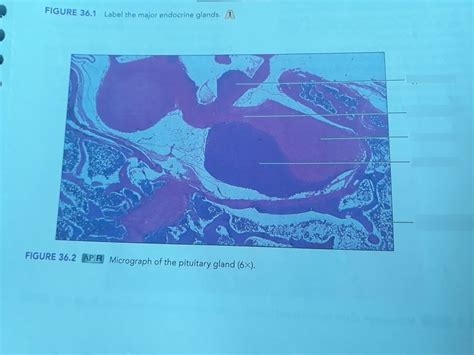 Diagram 1 Diagram Quizlet