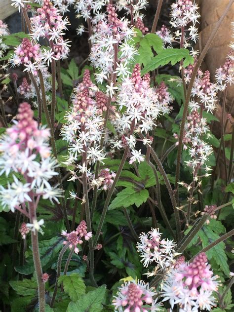 Tiarella × ‘Sugar & Spice’ – Foamflower – Catskill Native Nursery Catalog