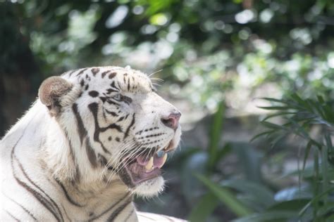 images animal wildlife wild zoo fur feline predator fauna