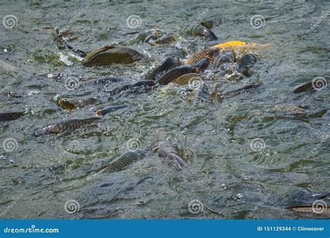 Feeding Fish Frenzy stock photo. Image of color, nature - 151129344