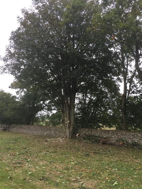 Tree Crown Reduction Bedford 01234 230362