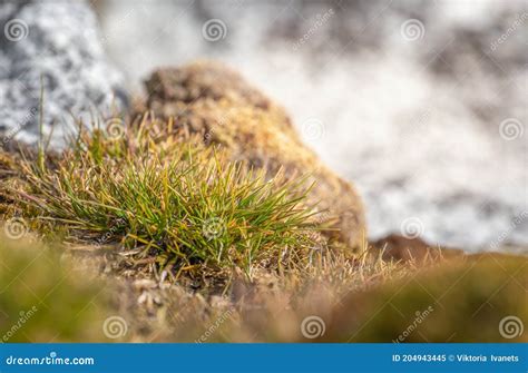 Macrophoto Of Deschampsia Antarctica The Antarctic Hair Grass One Of