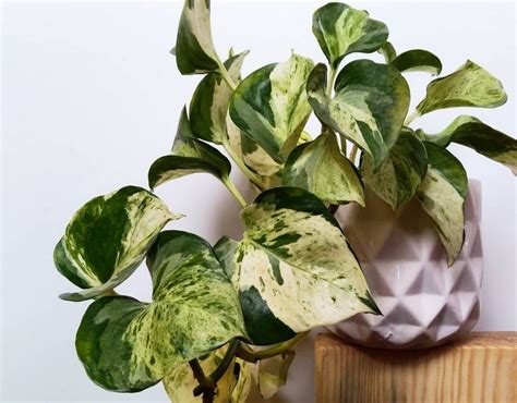 Сциндапсус: уход в домашних условиях, размножение, виды и сорта, фото