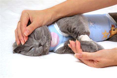 Cat Cone Alternatives That Actually Work Atelier Yuwa Ciao Jp