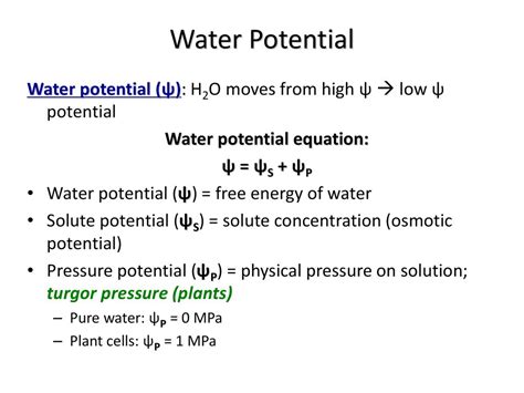 Understanding Water Potential Ppt Download