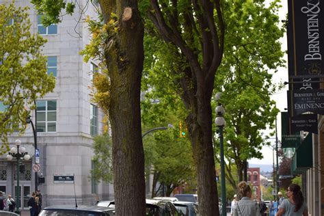 Helps Campaign Announces Annual Urban Tree Planting Festival - Lisa Helps