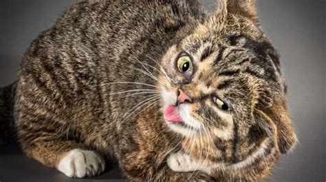 Обезболивающее коту какое можно дать? | KOTE.info