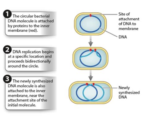 Unit Dna Replication And Cell Division Flashcards Quizlet