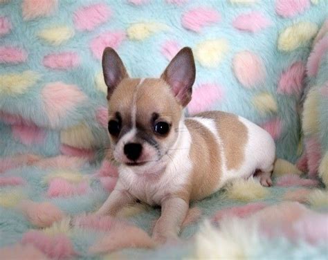 Chihuahua Puppies For Sale | Colorado Springs, CO #272111