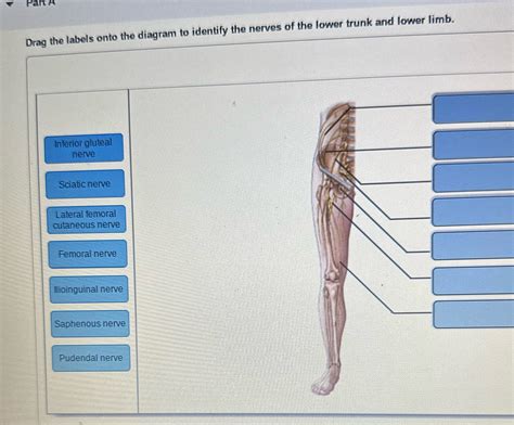 [Solved] Drag the labels onto the diagram to identify the nerve of the