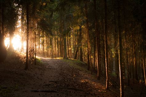 Fotos Gratis Rbol Naturaleza Bosque Rama Ligero Planta Niebla