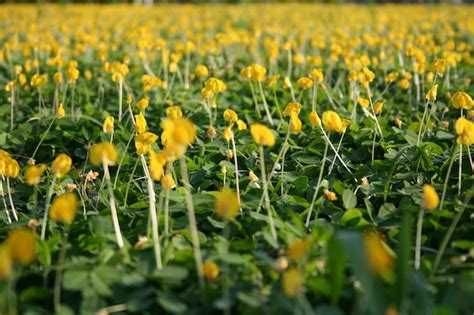 Premium Photo Arachis Pintoi The Pinto Bean Is A Forage Plant