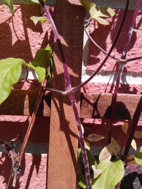 diagnosis - Do I have a diseased clematis? - Gardening & Landscaping