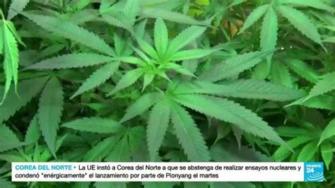 Condenados federales por posesión de marihuana serán indultados en