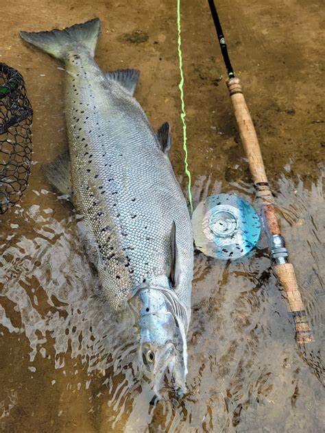 Atlantic Salmon In Michigan Streamside Au Sable River Fly Fishing Guides