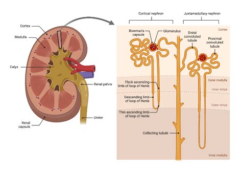 Kidney Anatomy | BioRender Science Templates 