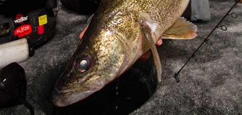 Night Walleye Fishing Tips - Virtual Angling