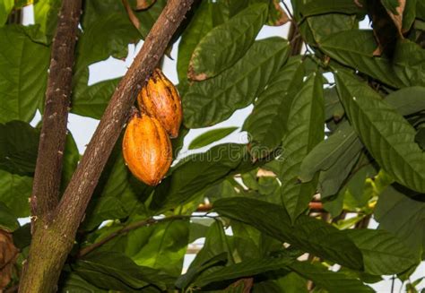 Cocoa Fruits Grow on the Tree Stock Image - Image of natural, organic ...