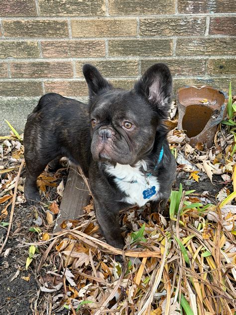 Lost & Found Pets in Chicago, Illinois | Find Missing Pets | Pet911