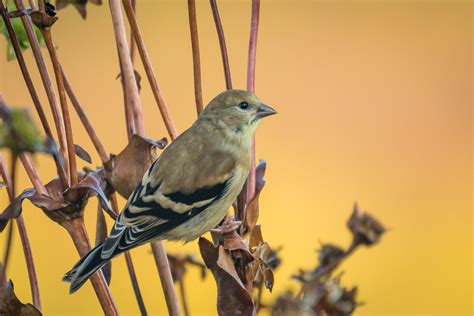 Goldfinch 2 of 3 | Great Bird Pics