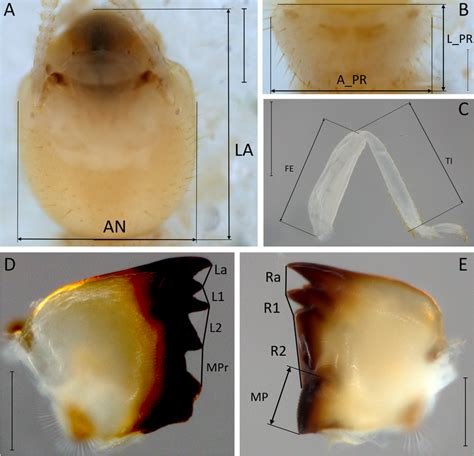 Worker dorsal view of the head at 50x (A), pronotum (B), prothoracic ...