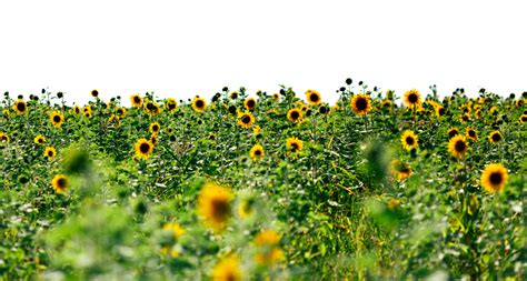 Field Png Image File Png All