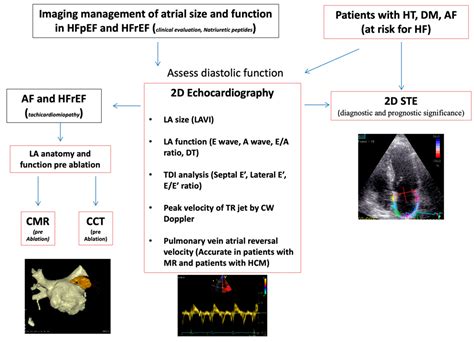 life  full text  role   left atrium  multimodality