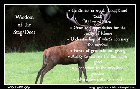 Wisdom Of The Stagdeer Animal Totem Spirit Guides Animal Spirit