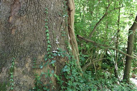 Coming soon: Signs warning consumers about invasive plants • Virginia