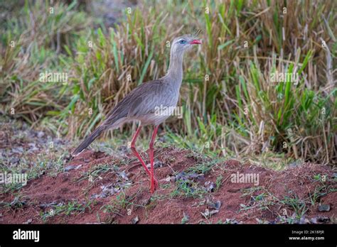 A Red Legged Seriema Cariama Cristata Near Baiazinha Lodge In The