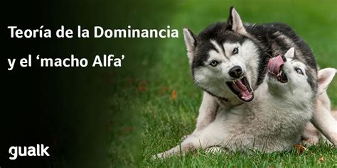 La teoria de la dominancia y el macho alpha - Blog de Gualk